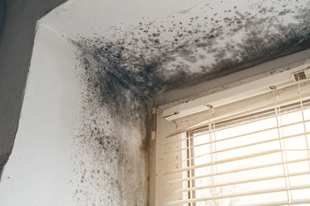 Affordable Basement Mold Removal solutions in Scotch Plains, NJ