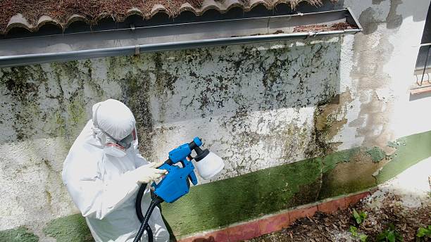 Trusted Crawl Space Mold Removal service in Scotch Plains, NJ - Cheap Mold Removal